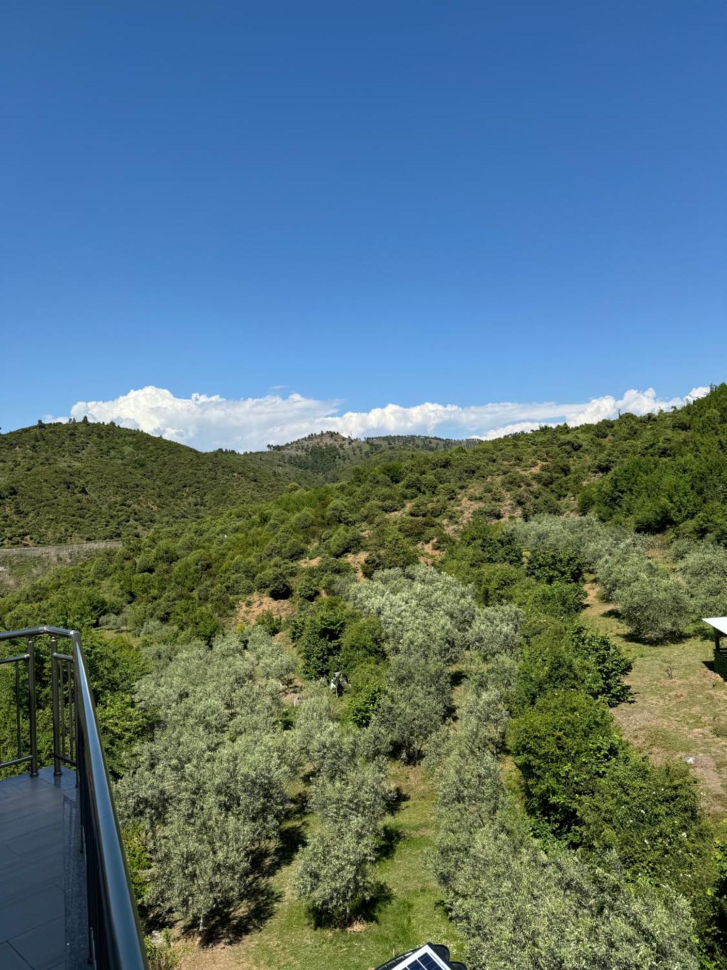 Qyteza & * Shkoder